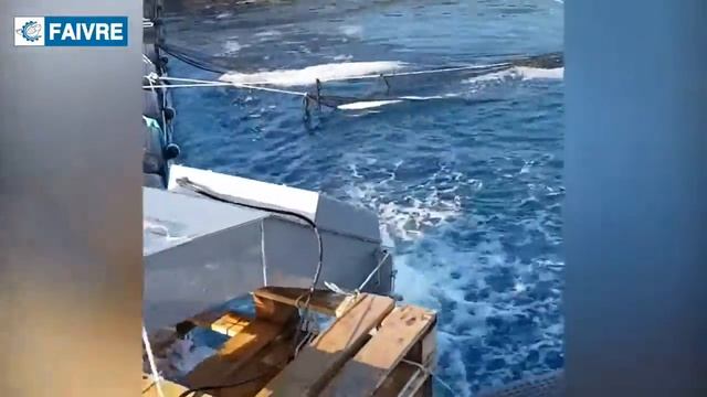 Перекачка и подсчет дорадо в море