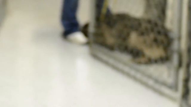 A Rescue Story | Dottie смотреть онлайн