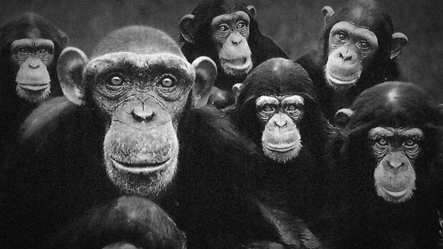 Pascal Janovjak: Der Zoo in Rom смотреть онлайн