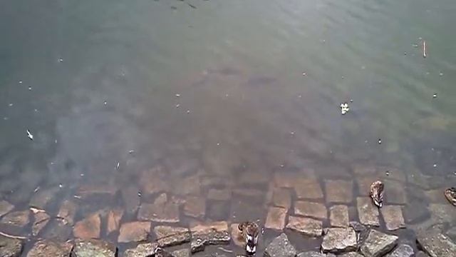 Ze života vodnářky: víkend v Liberci смотреть онлайн