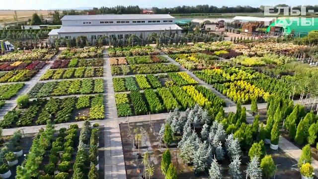 Торговая площадка питомника ЁЛЫ ПАЛЫ