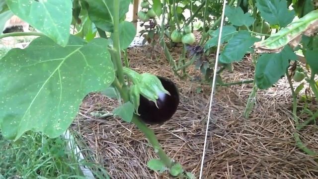 #27 Amaranth смотреть онлайн