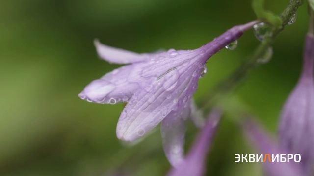 Внутреннему миру мир / / Возвращение к себе смотреть онлайн