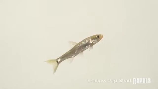 Shadow Rap Shad & Shadow Rap Shad Deep【ラパラ・Rapala】 смотреть онлайн