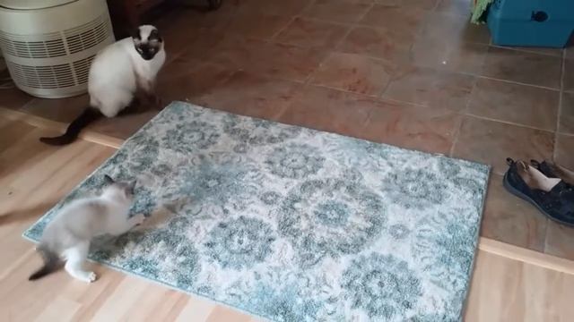 Soba vs the rug смотреть онлайн