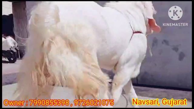 Patira Breeder For Sale by Ahmedabad Bakra team смотреть онлайн