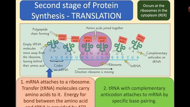 DNA Translation