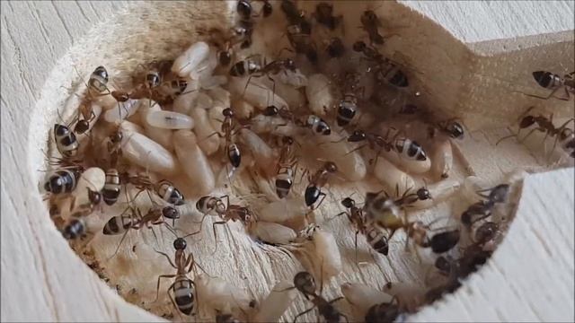 Camponotus albosparsus kolonie смотреть онлайн