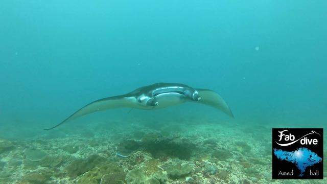 4K Video of a Wonderfull Manta ray in Nusa Penida with the Bali Fab Dive Center смотреть онлайн
