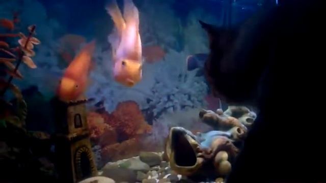 Кошка Тишка увидела рыб попугаев смотреть онлайн