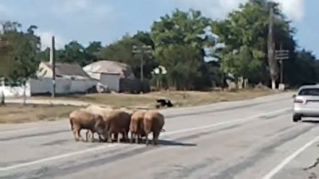 Бараны на дороге. В смысле реальные бараны. смотреть онлайн