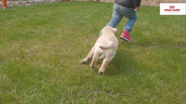 Factors That Help You Identify A Good Breeder | Start Of Life | Royal Canin India
