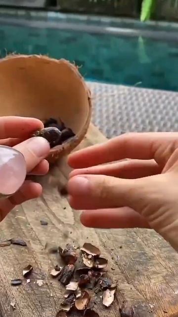 На соседнем участке какао боб всегда жирнее :) cocoa kakao cacaobeans cocoabeans chocolate beantoba смотреть онлайн