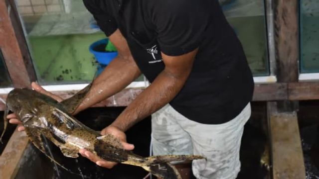 Goonch Catfish смотреть онлайн