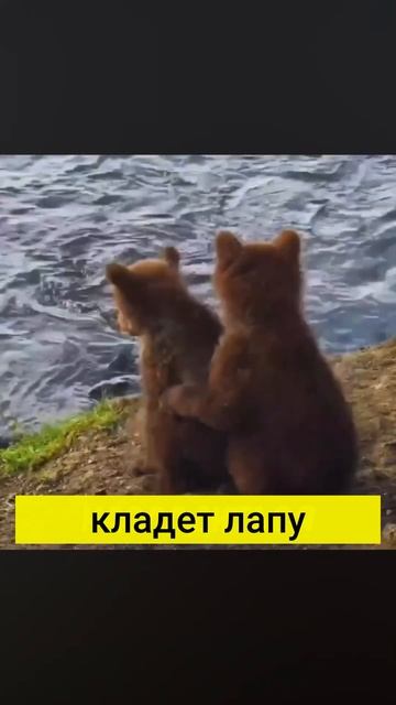 МИЛЫЕ МИШКИ. ОНИ ЧЕЛОВЕЧНЕЕ МНОГИХ ЛЮДЕЙ смотреть онлайн