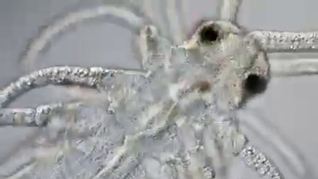 A Marine Polychaete Worm Captured Off The North Coast Of Spain смотреть онлайн