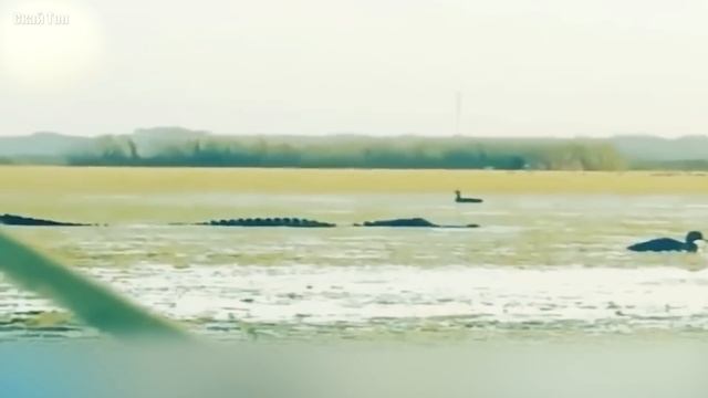 Удивительные моменты с водными хищниками смотреть онлайн