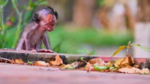 P.I.T.Y baby monkey LiLy tries to cling long tail of mom ALIKA up-Looking very smart baby monkey.