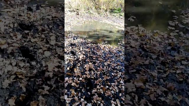 Золотая осень. смотреть онлайн