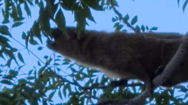 שפן סלע על ענף עץ אזדרכת وبر صخري Rock hyrax on Melia azedarach смотреть онлайн