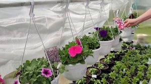 Обзор Петунии Ампельной и Каскадной в кашпо 5л  начинаем продажи!