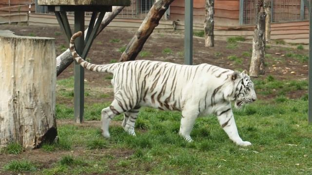 tiger day - KING ( 2022 - 2023) смотреть онлайн