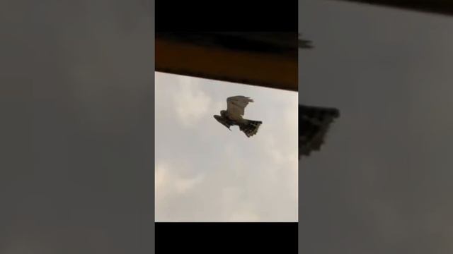 Мои соседи 🦅 смотреть онлайн