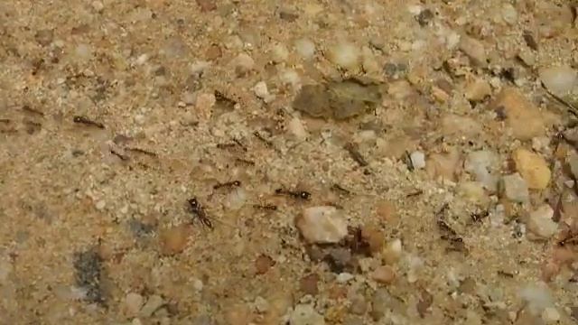 Driver Ants смотреть онлайн