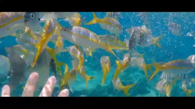 Playa Pilar,  Cuba - Snorkeling At The Coral Reef