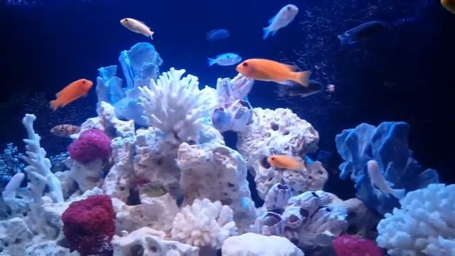 Аквариум 320 литров.Оформление" псевдоморе" с малавийцами смотреть онлайн