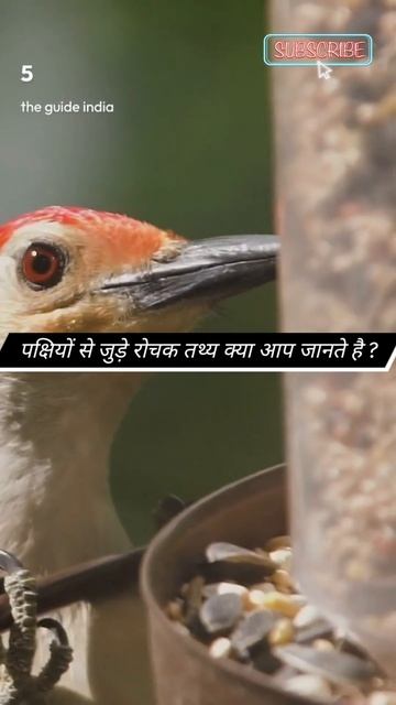Mind Blowing Facts about Birds 🦅🕊️🦉🦅| Amazing Birds #shorts #birds смотреть онлайн