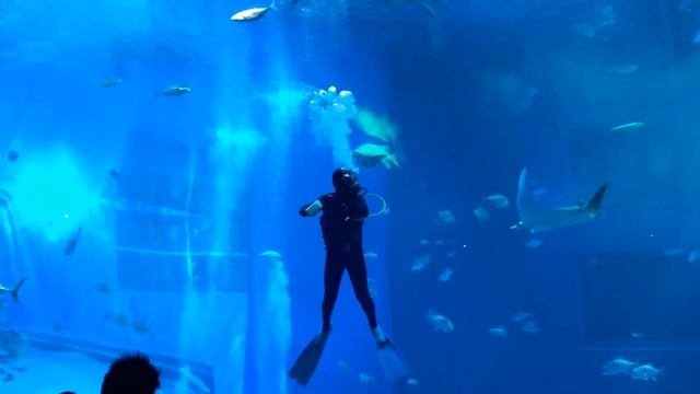 OKINAWA AQUARIUM 2017 4K II ASIA'S LARGEST FISH TANK смотреть онлайн