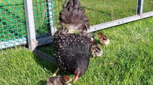 барневельдер серебро , породистая курица стала квочкой