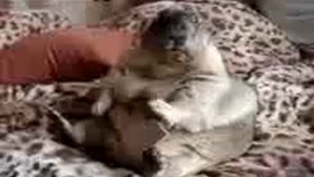 Асхаб саламханов смотреть онлайн