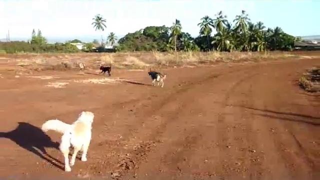Piko's Vacation in Waialua смотреть онлайн