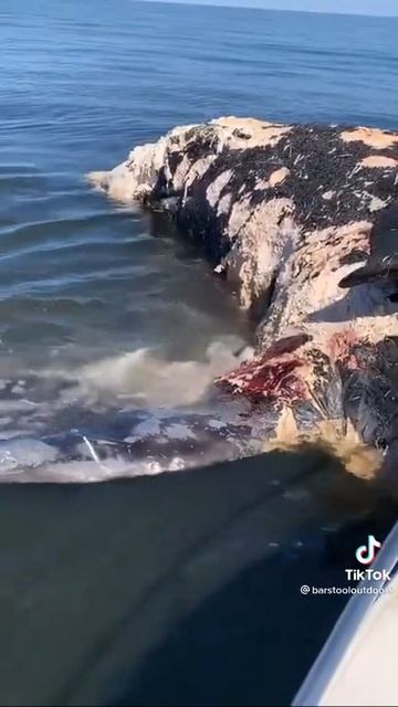 морского кота поедают дельфины смотреть онлайн