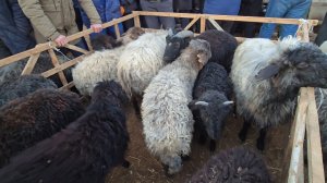 ТУРТКУЛЬ КУЙ БОЗОРИ 26.01.2025