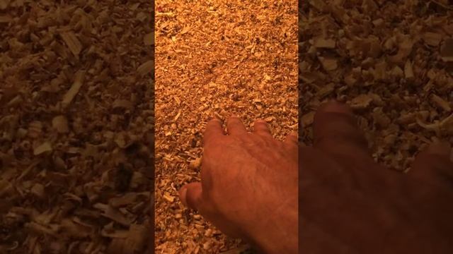 Белый ушастый фазан смотреть онлайн