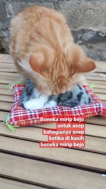ASEP KANGEN SOULMATENYA #short #shorts смотреть онлайн