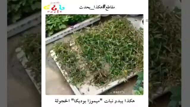 هكذا يحدث ⁉لنبات الميموزا بوديكا الخجولة смотреть онлайн