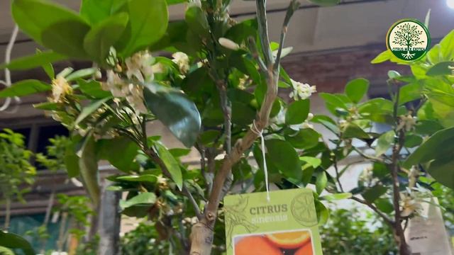 🪴 🍊 Обзор цитрусовых и экзотических растений в Санкт Петербурге | #комнатныерастения #цитрусмикс смотреть онлайн