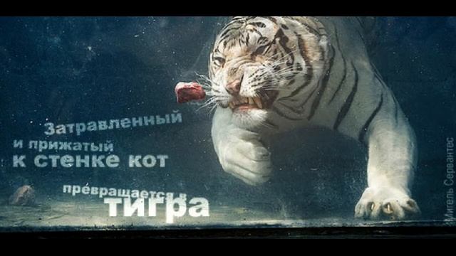 Поверь в себя лучшие афоризмы смотреть онлайн