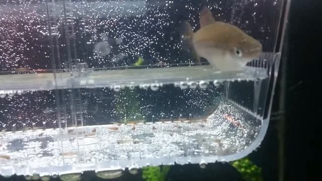 Swordtail fish`s breeding-Меченосец рожает смотреть онлайн