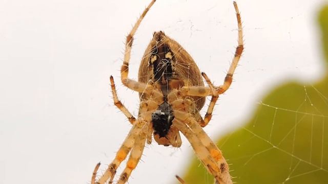 Pająk Krzyżak ogrodowy / European garden spider (cross spider) / Araneus diadematus смотреть онлайн