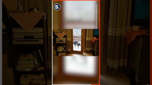 Clever Dog Lets the Cat in and Closes the Door After смотреть онлайн
