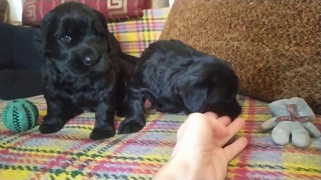 Двое из ларца. Роман-Кош Царина Монплезир и Цертус Амикус.22дня. Севастополь 18.03.24