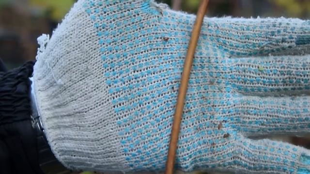 Обрезка винограда осенью.