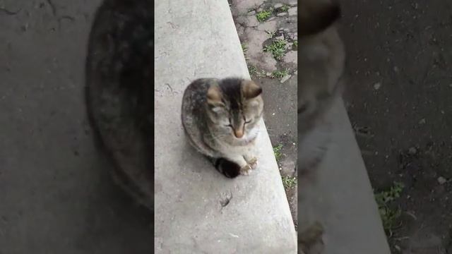 Уличная Кошка #весна #кот #кошка #кошки #Кіт #кішка #красота #мышеловка #коты #уличные #україна смотреть онлайн
