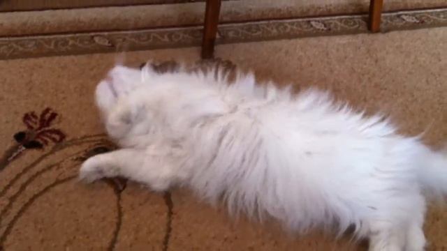 Ника, кошка моей бабушки :))