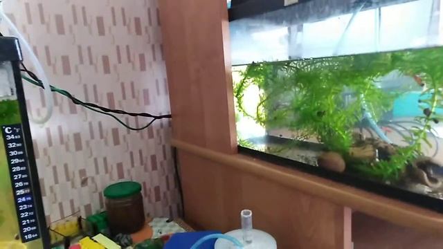 Гупятник или подростник? Вот в чём вопрос! смотреть онлайн